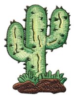 cactus 8cm